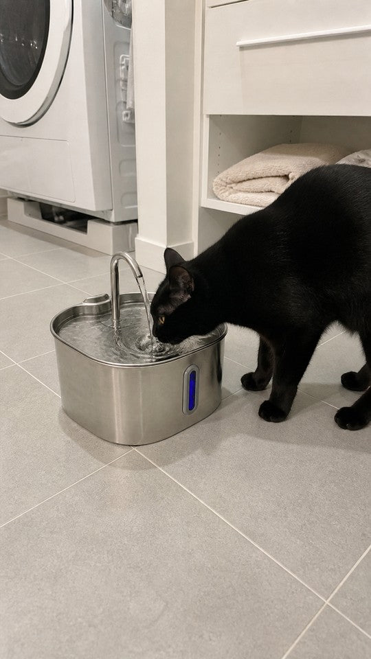 脱衣所 黒猫 水まわりに置いても平気でした